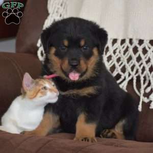 Adina, Rottweiler Mix Puppy